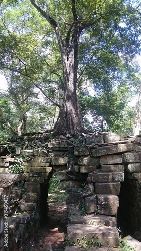 High tree is growing on top of an old religious building in the archaeological park Angkor