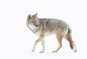 A lone coyote (Canis latrans) isolated on white background closeup walking in the winter snow in Canada
