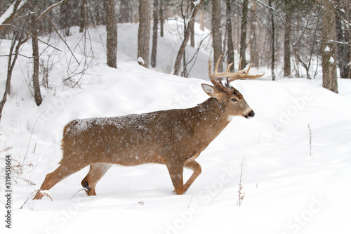 White-tailed deer buck walking in the falling snow in Canada
