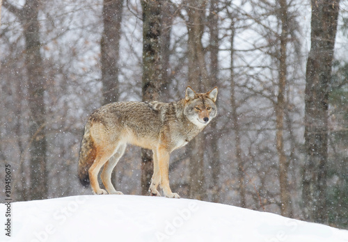 A lone coyote Canis latrans walking through the falling snow hunting on the ridge in winter in Canada © Jim Cumming