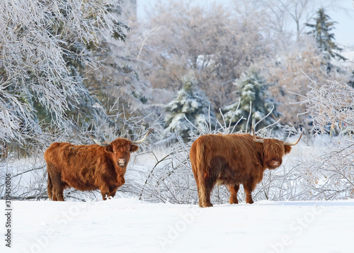 Highland cattle standing in a snowy field in winter in Canada © Jim Cumming