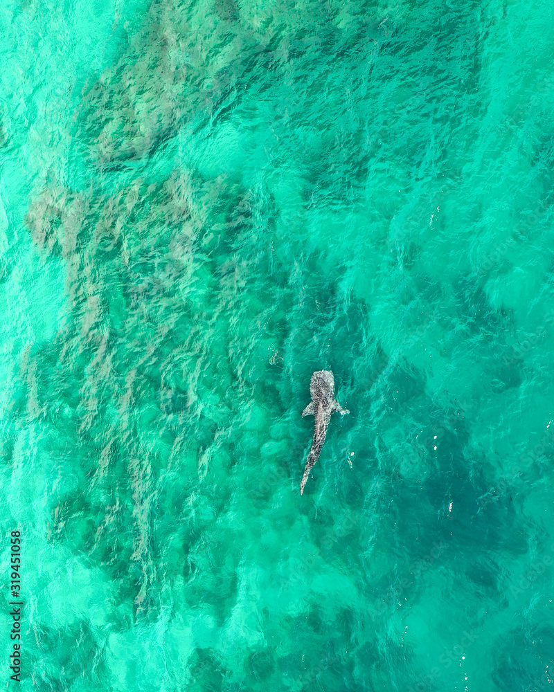 Top view of a large whale shark in the sea off the coast of Bohol island in the Philippines