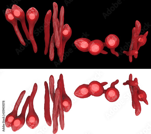 Tetanus bacterium colony on white and black background 3d rendering photo