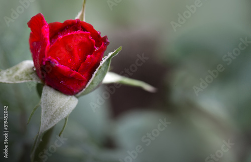Macro Shot of red rose isolated on gray background.