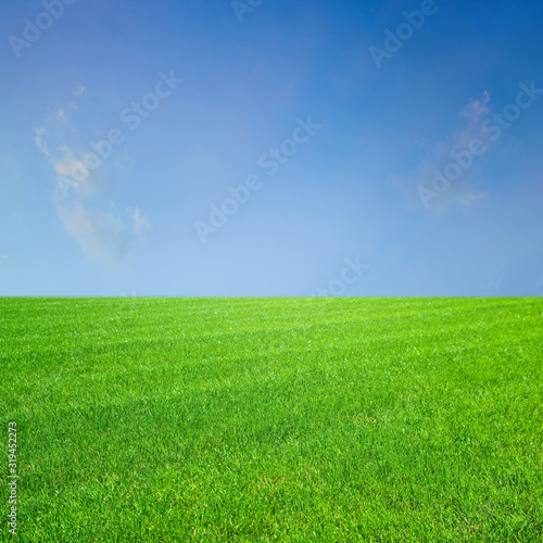  fresh spring green grass  green grass texture or background