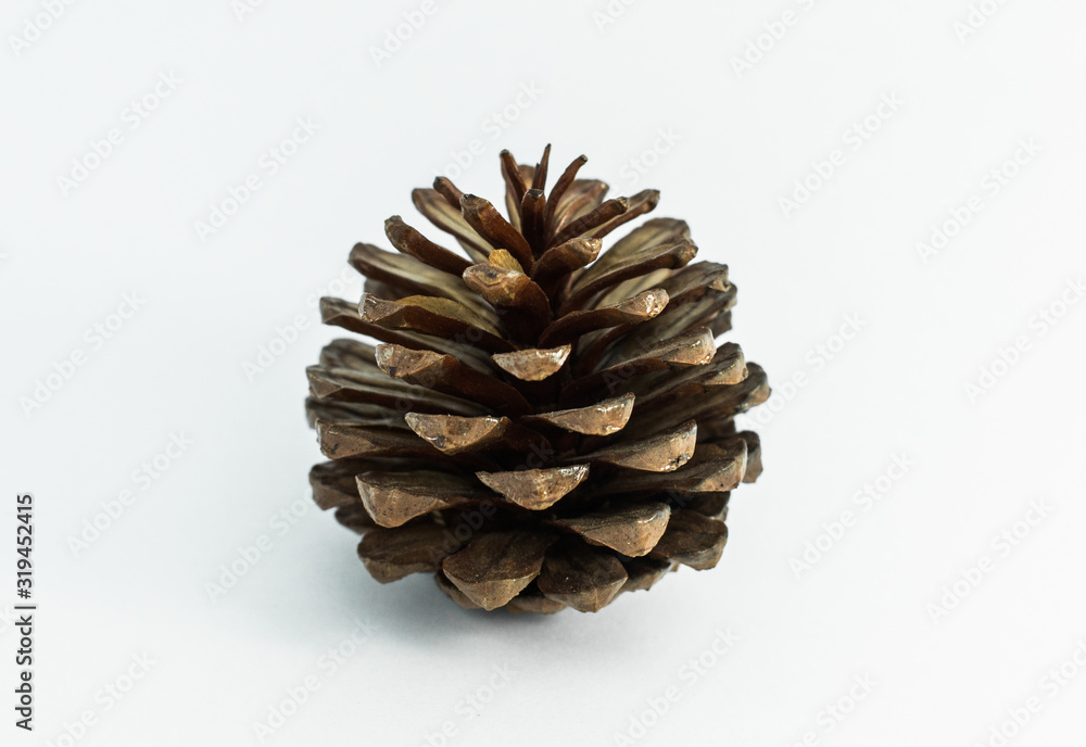 Pine cone Pine cone