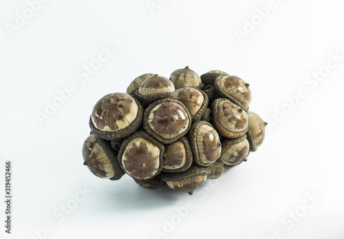 Castanopsis seeds