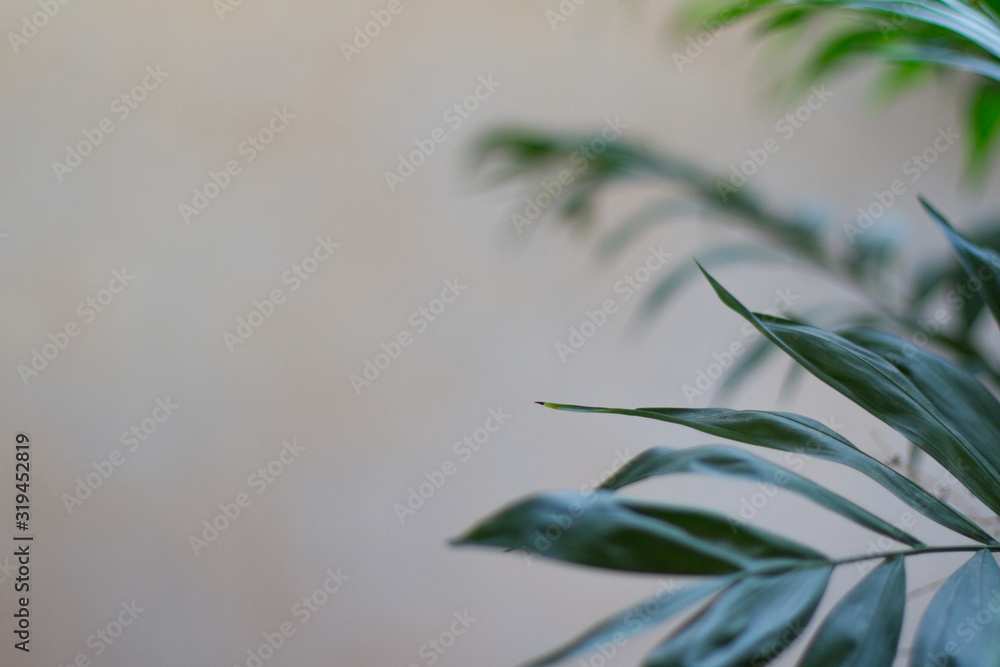 Fototapeta premium texture with leaves. texture, gray background. flat lay Natural leaf on wooden background, nature background. Fresh green leaves frame the tree. Natural background.