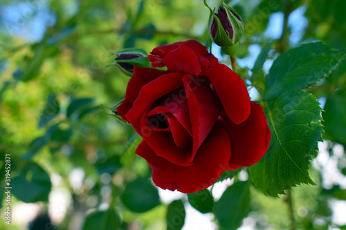 red rose in garden
