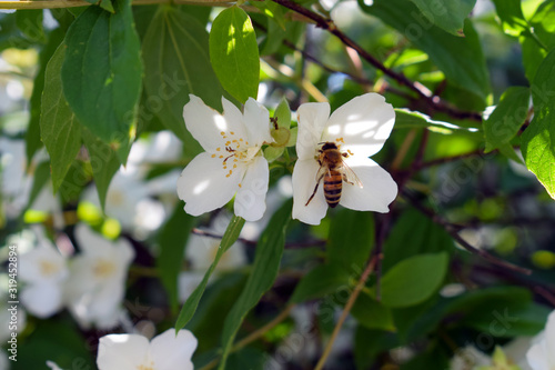 bee on a white flower