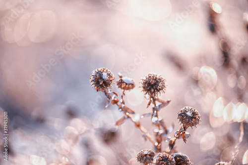 Dry flowers in a meadow covered with crystals of sparkling snow-white hoarfrost. Sparkling snowflakes in the sunlight. wonderful winter magic photo. very soft selective focus.