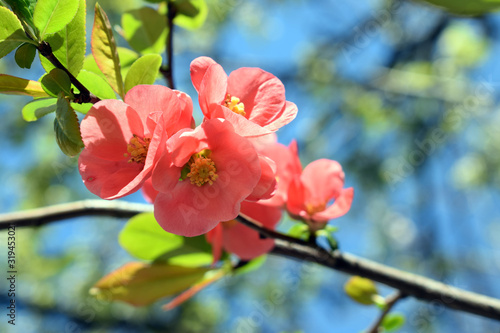 pink flowers on a branch