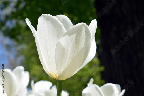 white tulips in the garden