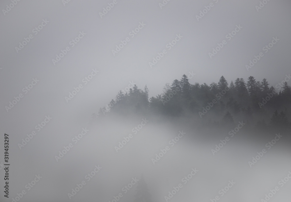 Fog covering a forest with a little sliver of trees showing out of the dense mist and atmosphere