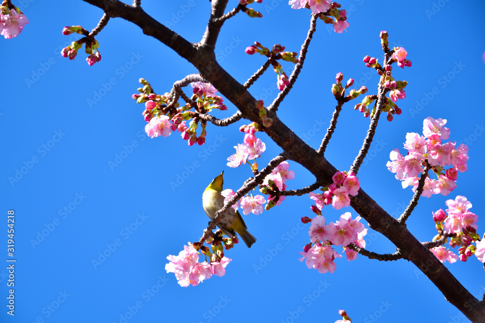 伊豆の土肥桜とメジロ