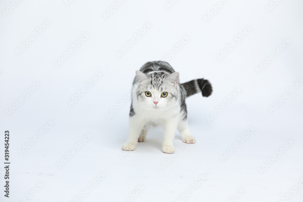 Cute and docile American short haired cat with a wide range of emotions and shapes on a white background Cute and docile American short haired cat with a wide range of emotions and shapes on a white background