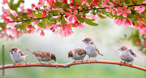 little birds sparrows may sit in the Sunny garden among the flowering branche...