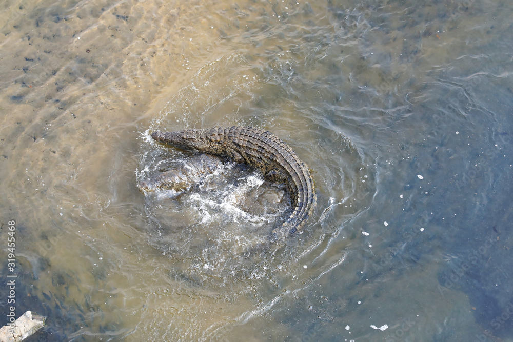 Nile crocodile whirling waters during courtship Nile crocodile whirling waters during courtship