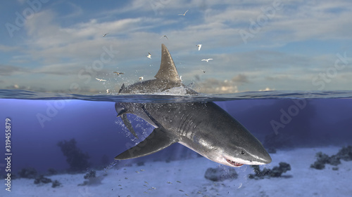 Photography Horizontal scene of great white shark diving and jumping while half is underwate