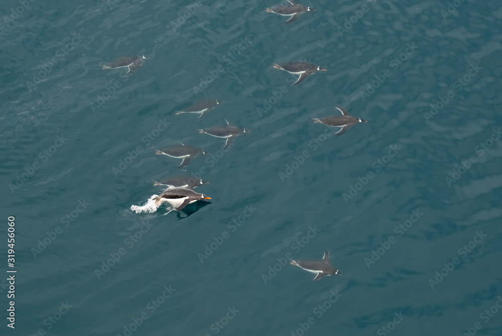 Obraz premium Gentoo penguins porpoising (leaping in and out of the water) in the southern Ocean near the Antarctic Peninsula, Antarctica