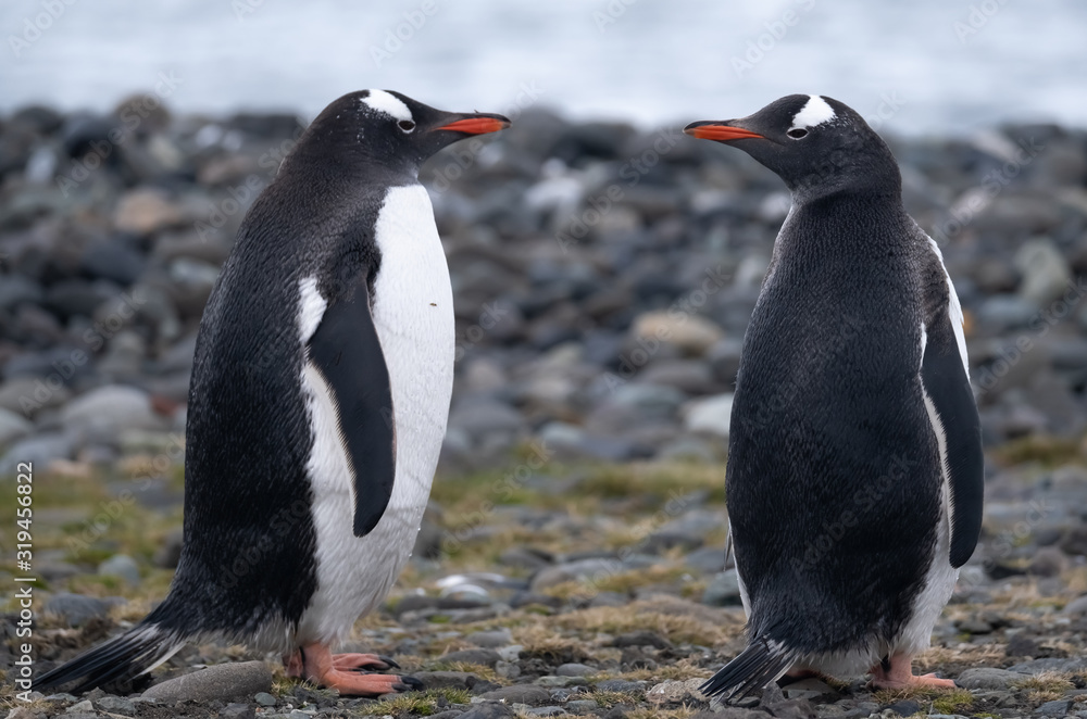 Fototapeta premium Playful Gentoo penguins on a beach in the South Shetland Islands, Antarctica