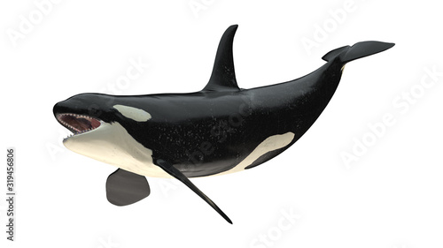 Isolated killer whale orca open mouth right diagonal tail up view on white background 3d rendering