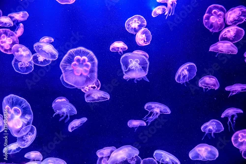 Obraz The beautiful jellyfish under the purple neon light in the aquarium