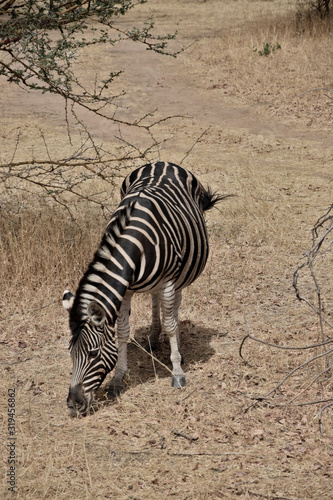 Zebra  Bandia  Senegal 