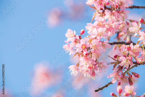 Stampa su tela Soft focus Cherry blossoms, Pink flowers background.