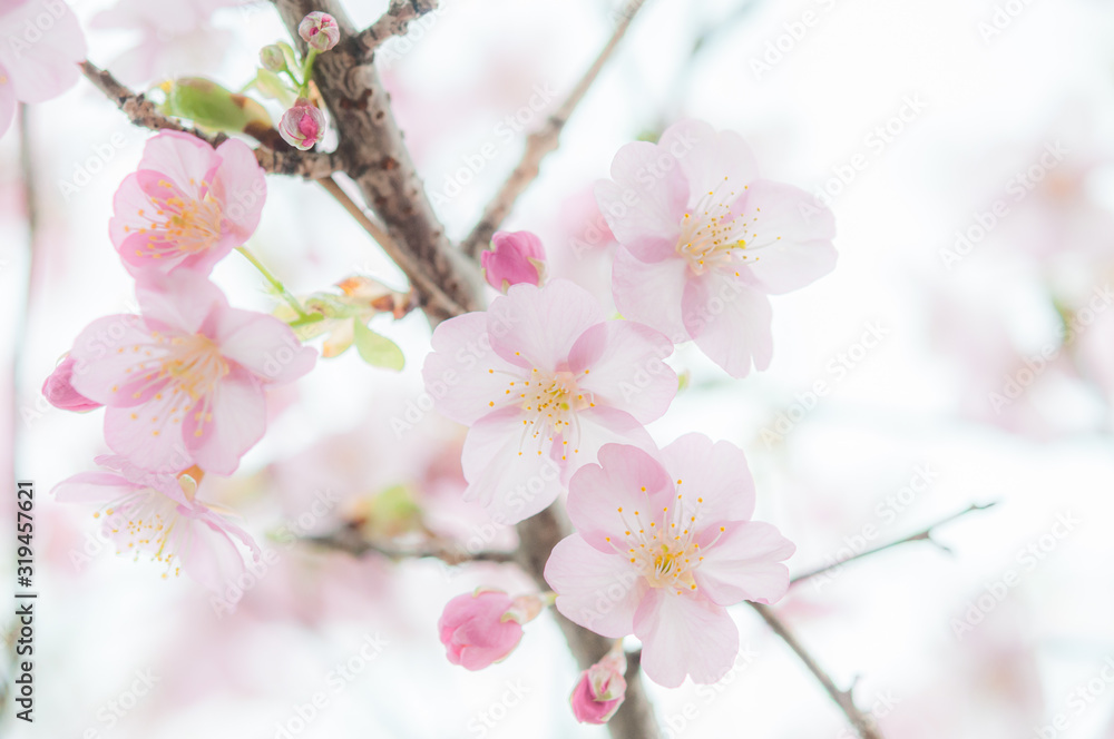 桜 満開の河津桜の花 クロースアップ 白背景　00812_DSC_7532