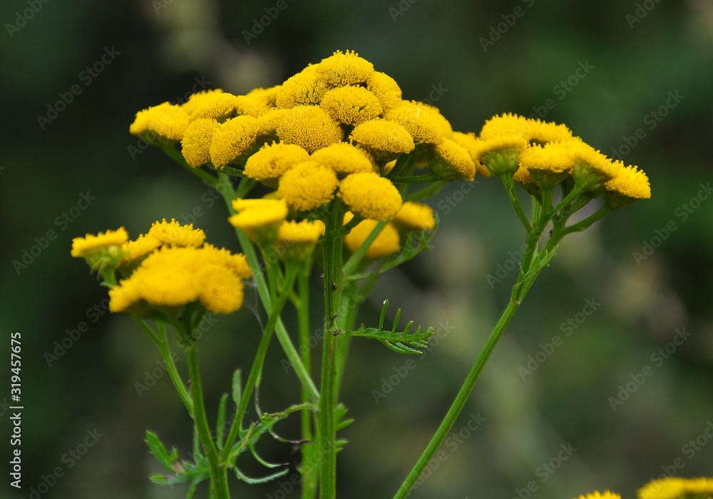Tansy ordinary blooms in the wild Tansy ordinary blooms in the wild