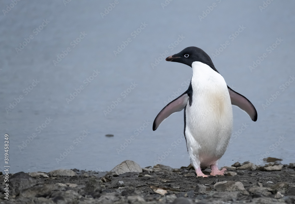 Fototapeta premium Playful Adelie penguin on a beach in the South Shetland Islands, Antarctica