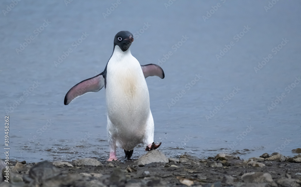 Naklejka premium Playful Adelie penguin on a beach in the South Shetland Islands, Antarctica