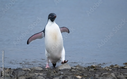 Playful Adelie penguin on a beach in the South Shetland Islands, Antarctica