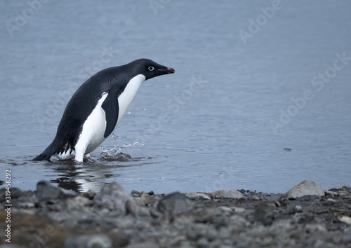 Playful Adelie penguin on a beach in the  South Shetland Islands  Antarctica