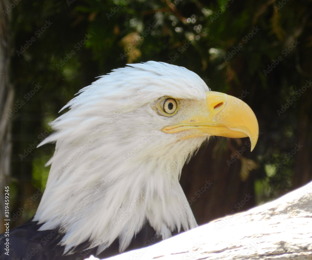Obraz premium Profile portrait of bald eagle