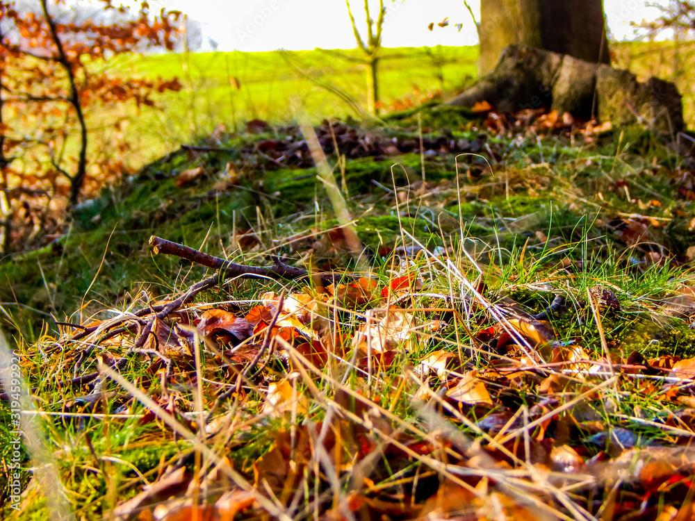 Obraz premium autumn leaves on grass