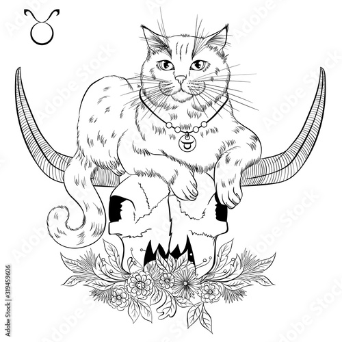 Zodiac. Vector illustration of the astrological sign of Taurus as a british cat lying on the skull of a bull. Line art template suitable for coloring book page. Print isolated on white background