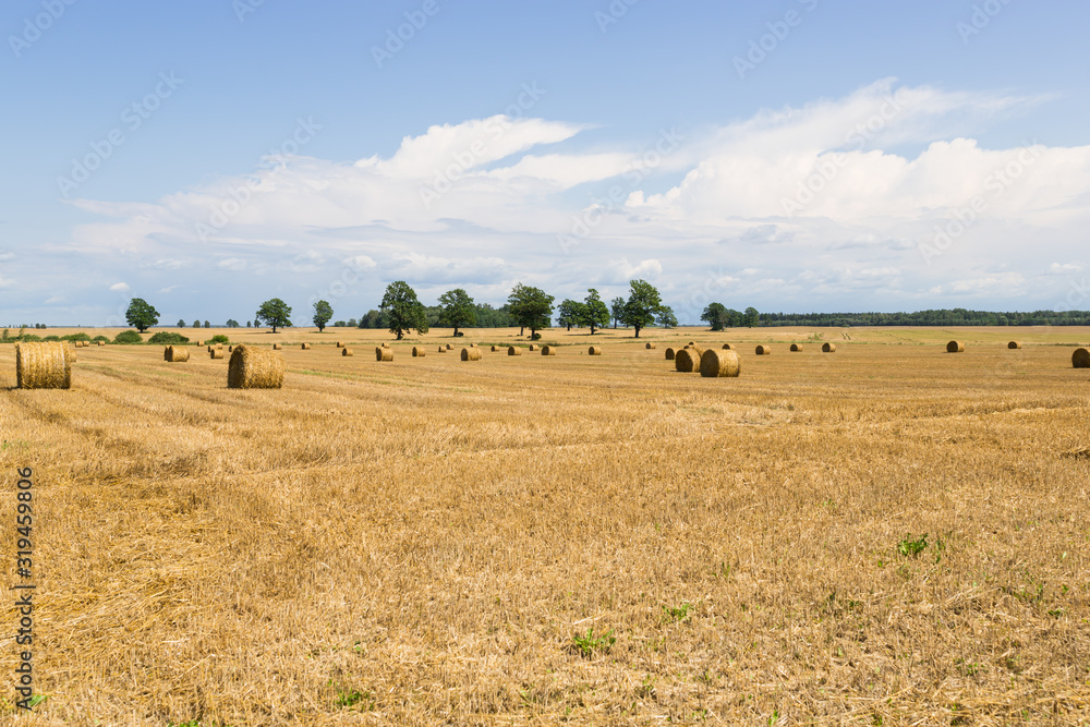 Obraz premium Round bales of hay in the field in harvest season