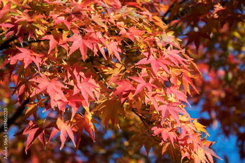 Maple leaves change the color to seasonal at November