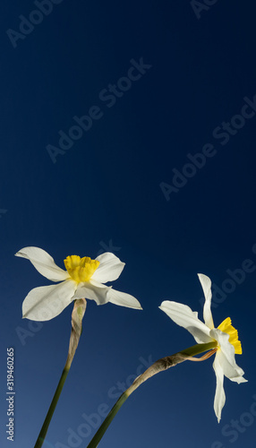 White daffodils bottom view. Blue bright sky. Vertical banner. Above is the copyspace. The concept of flowering, spring, summer. Minimalism.
