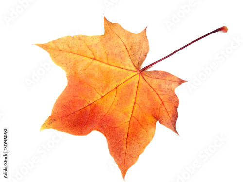 Wallpaper Mural maple leave isolated on white background Torontodigital.ca