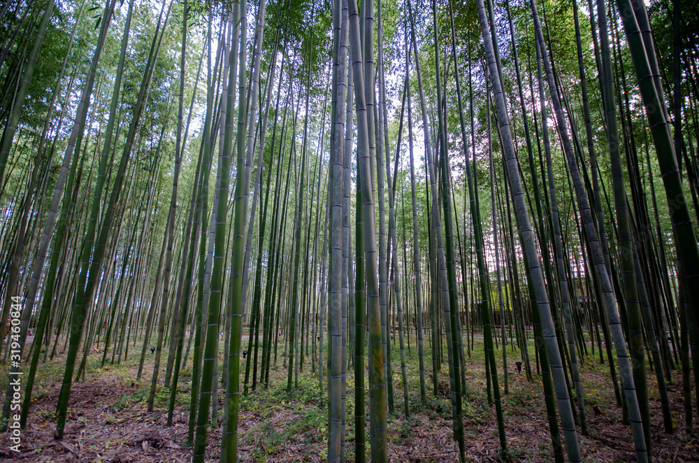 Arashiyama Bamboo Forest famous place in Kyoto Arashiyama Bamboo Forest famous place in Kyoto