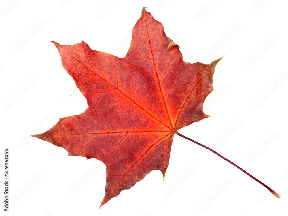 maple leave isolated on white background maple leave isolated on white background