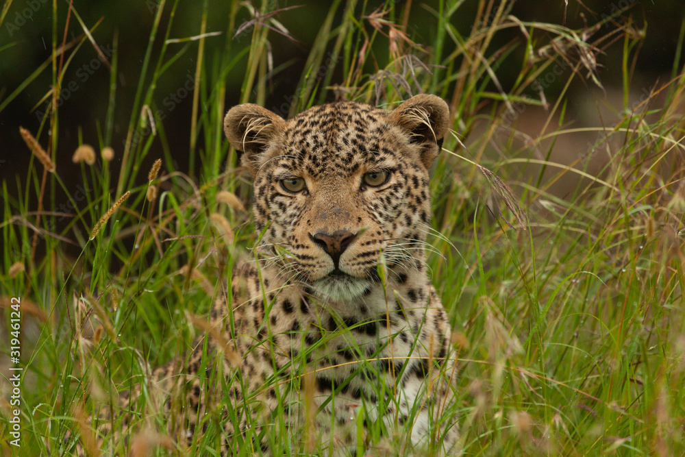 Obraz premium leopard in the tall grass of the Maasai Mara