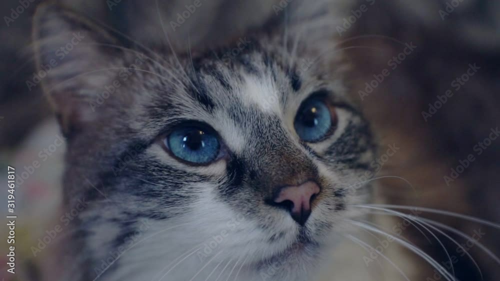 adult sad cat with blue eyes.Close-up adult sad cat with blue eyes.Close-up