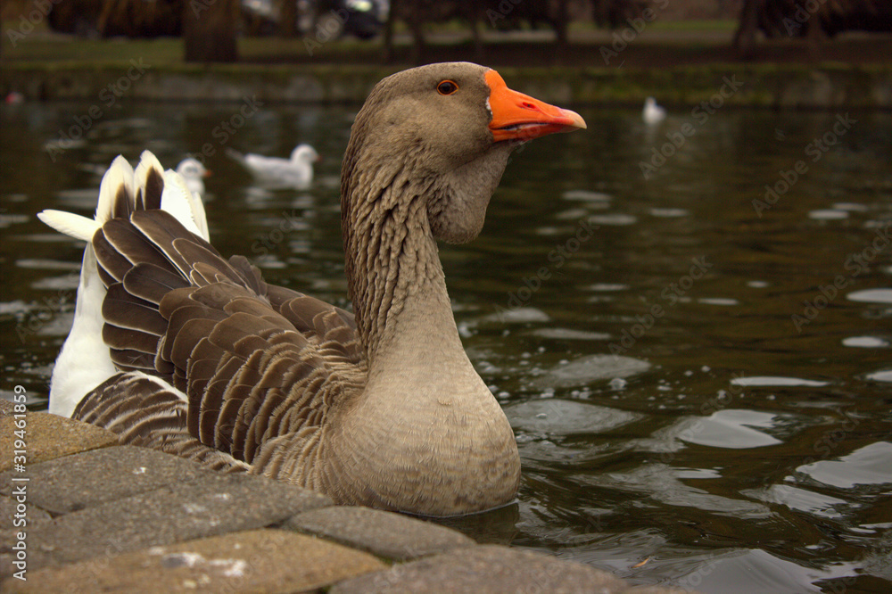 Gray bearded goose posing near the shore of a city pond Gray bearded goose posing near the shore of a city pond