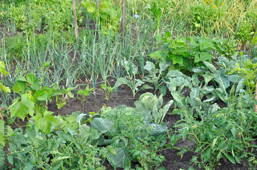 organically cultivated various vegetables in the vegetable garden organically cultivated various vegetables in the vegetable garden