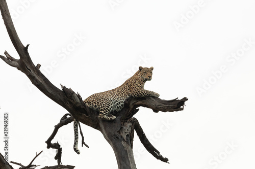 leopard lounging in a tree