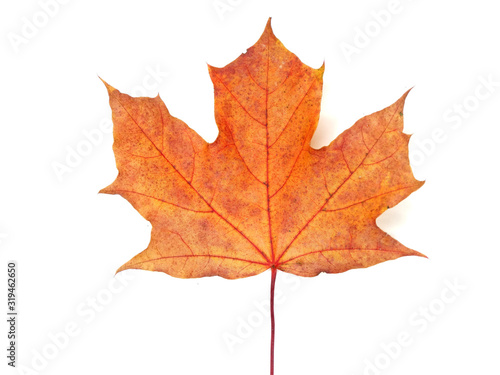 Wallpaper Mural maple leave isolated on white background Torontodigital.ca